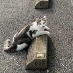 Как бороться с котами на авто парковке?
